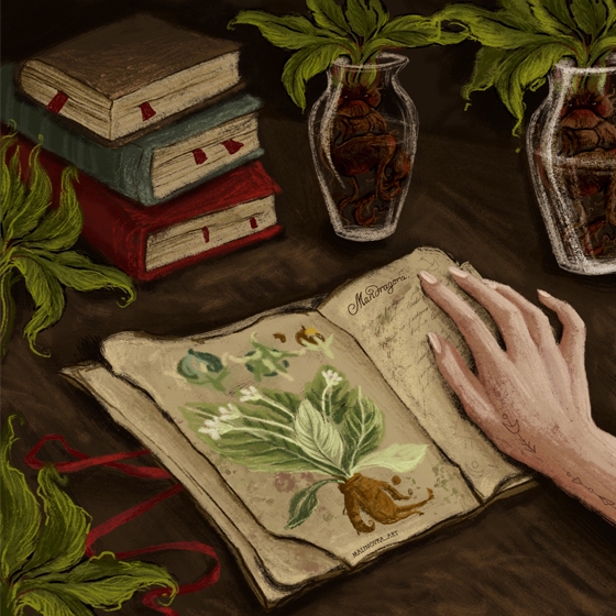 Открытка - Мандрагора №3642